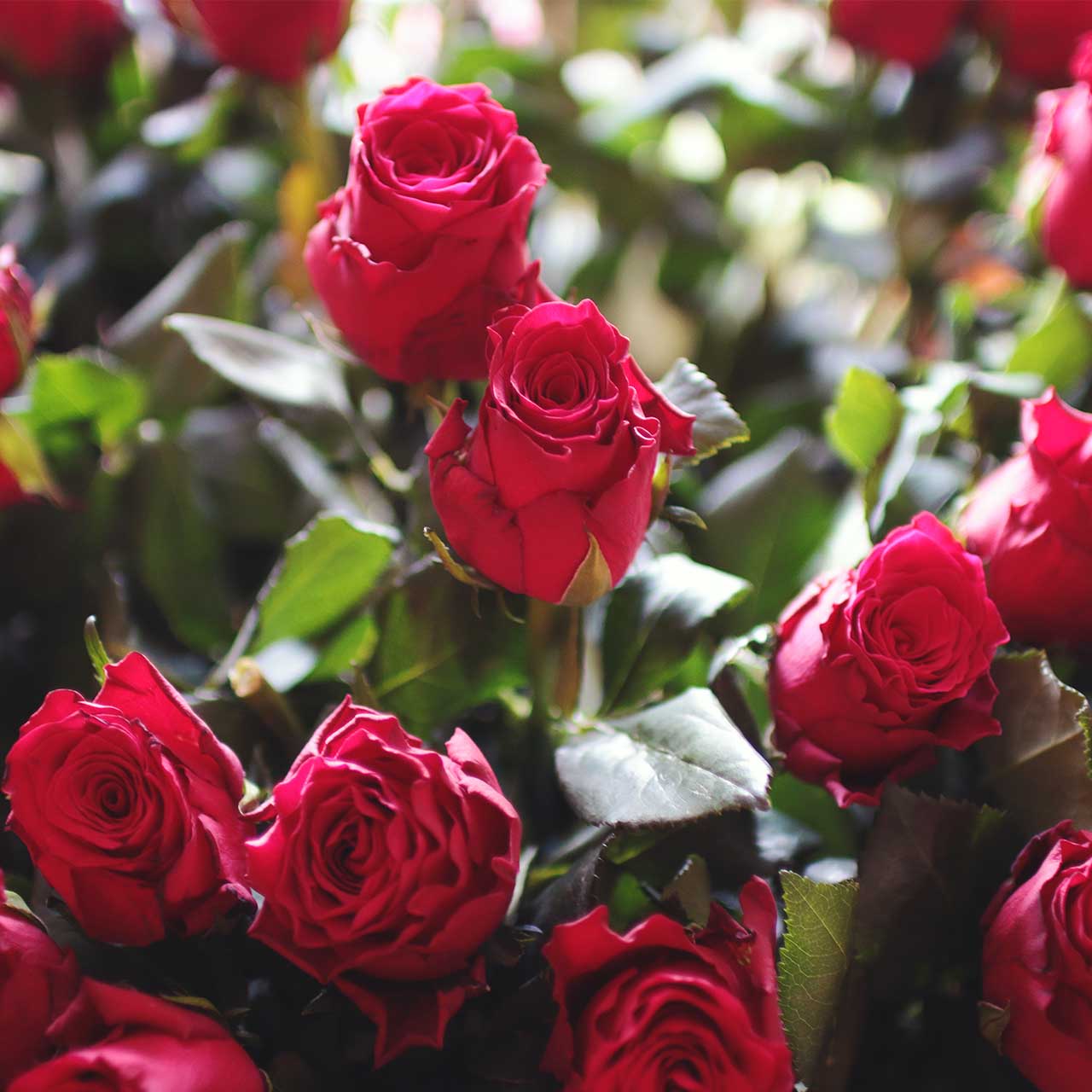 libro blanco transporte perecederos